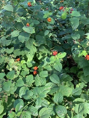Lantana camara