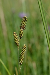 Carex hartmanii