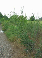 Tragopogon dasyrhynchus
