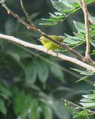 Zosterops melanurus melanurus