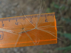 Tragopogon dasyrhynchus