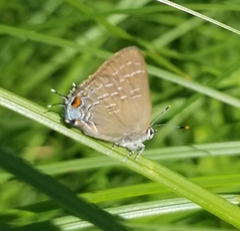 Satyrium calanus