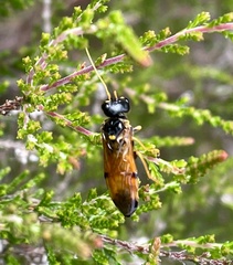 Acantholyda hieroglyphica