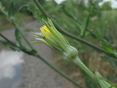 Tragopogon dasyrhynchus
