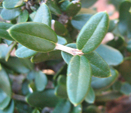 Olea europaea subsp. cuspidata image