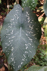 Caladium steudnerifolium