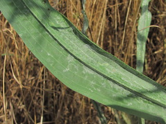 Tragopogon dasyrhynchus