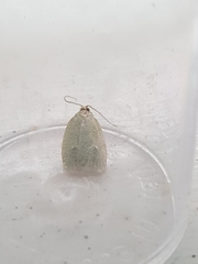 Tortrix viridana