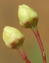 Gymnosporia tenuispina image