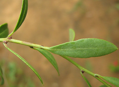 Gymnosporia tenuispina image