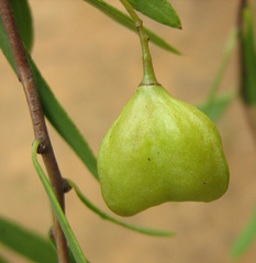 Gymnosporia tenuispina image