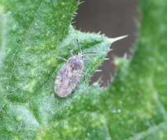 Tingis pilosa