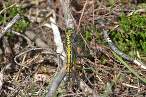 Black-tailed Skimmer, Heumensoord, Niederlande, photo 10 of 10