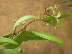Gymnosporia tenuispina image