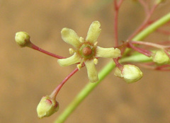 Gymnosporia tenuispina image