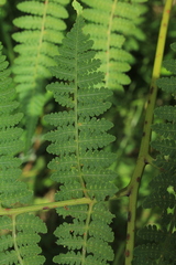 Hypolepis bogotensis