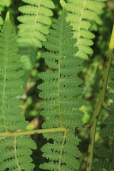 Hypolepis bogotensis