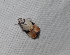 Hiccoda roseitincta