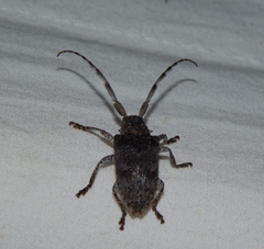 Crossotus stypticus