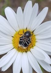 Trichiotinus assimilis