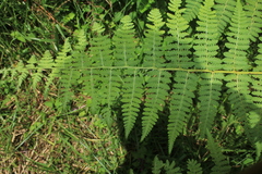 Hypolepis bogotensis