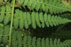 Hypolepis bogotensis