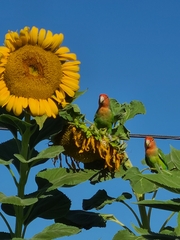 Agapornis roseicollis