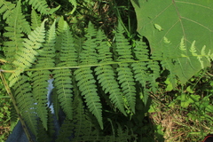 Hypolepis bogotensis