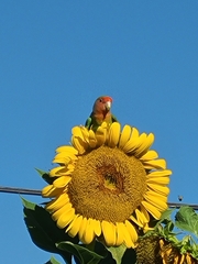 Agapornis roseicollis