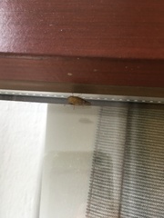 Hemiptera