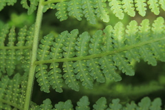 Hypolepis bogotensis