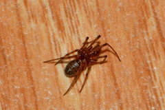 Steatoda castanea