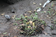 Incilius marmoreus