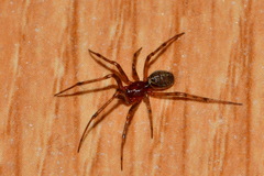 Steatoda castanea