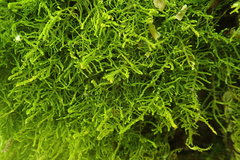 Claopodium crispifolium