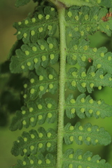 Hypolepis bogotensis