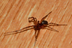 Steatoda castanea