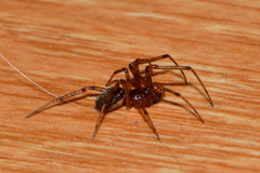 Steatoda castanea