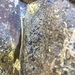 Nacellidae