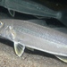Yellowfin Whiting - Photo (c) David Spencer Muirhead, some rights reserved (CC BY-NC), uploaded by David Spencer Muirhead