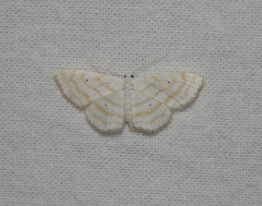 Scopula penultima