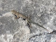 Sceloporus dugesii