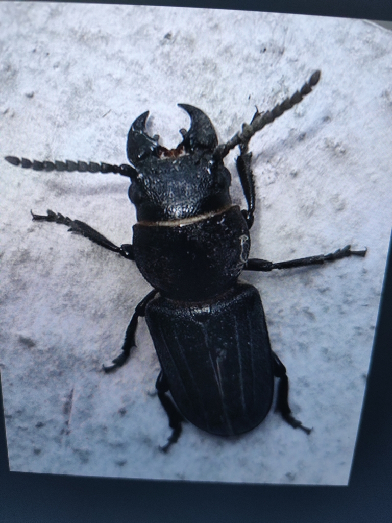 Black Longicorn Beetle from Teplice, Česko on June 16, 2022 at 08:19 PM ...