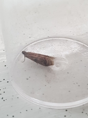 Ephestia unicolorella