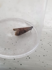 Ephestia unicolorella