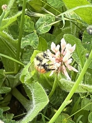 Bombus