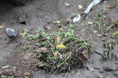 Incilius marmoreus