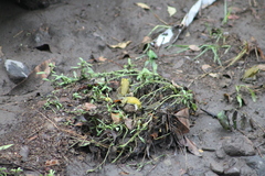Incilius marmoreus