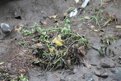 Incilius marmoreus