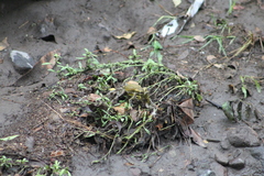 Incilius marmoreus